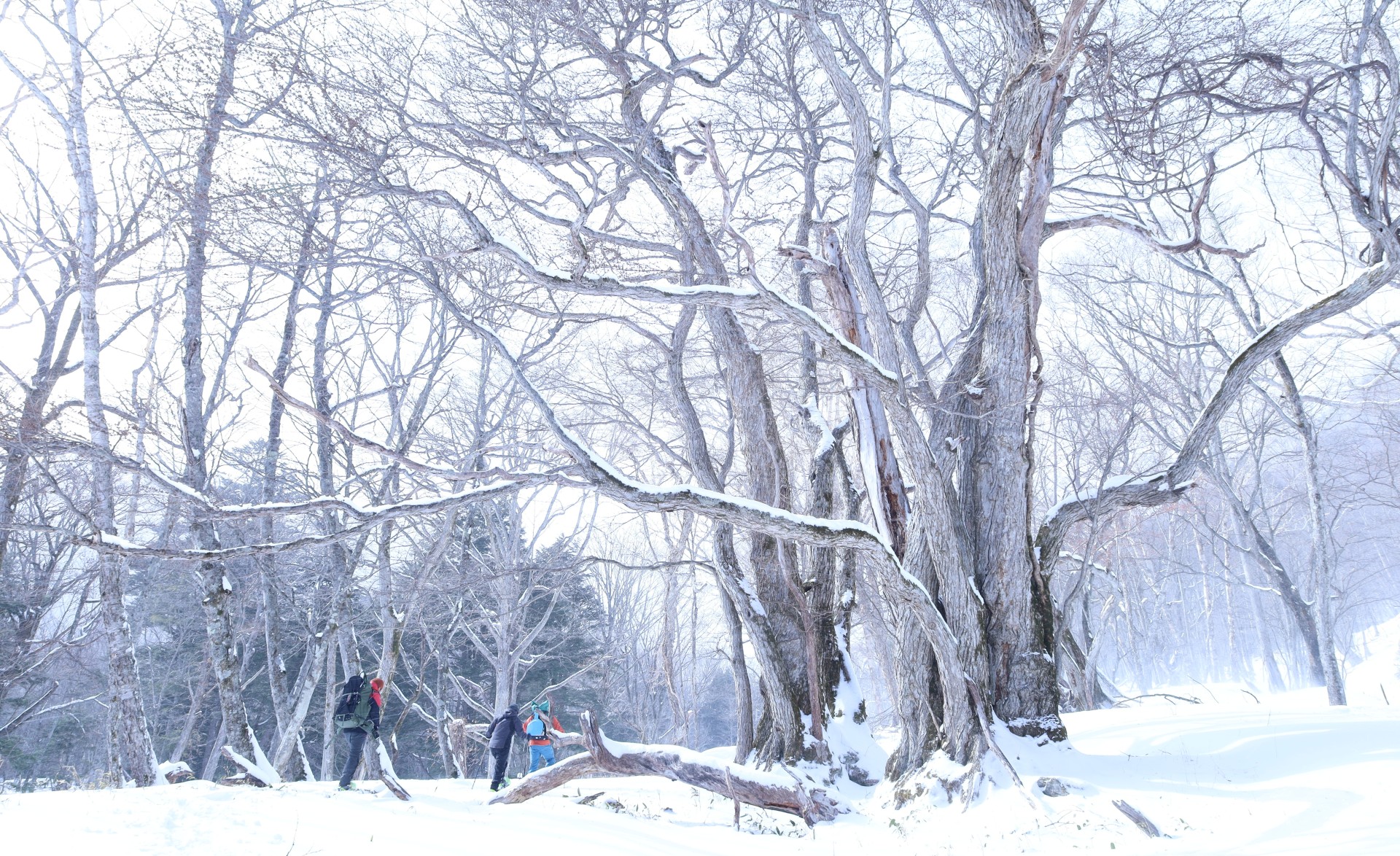 Nikko’s Luxury Retreat － Snow, World Heritage and Onsen Bliss, Just 2 Hours from Tokyo.